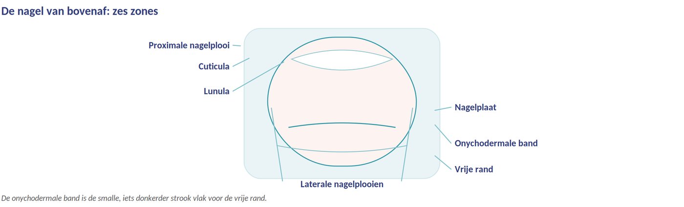 Zes zones op één nagel
